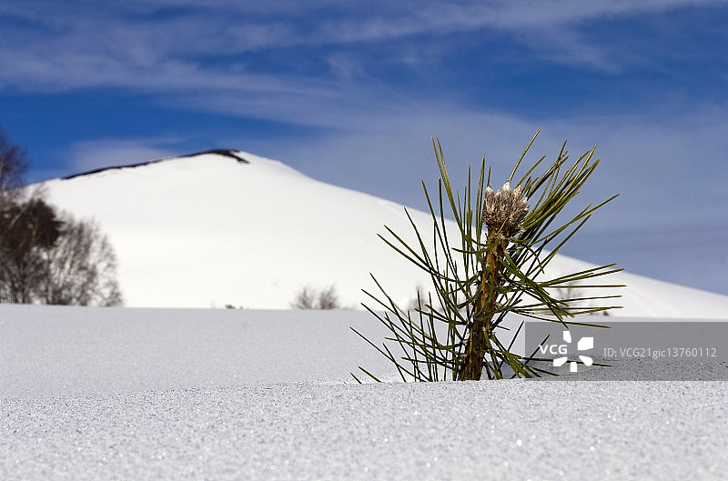 生命万岁图片素材