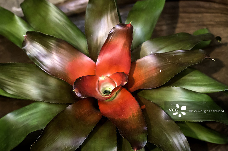 凤梨科植物图片素材