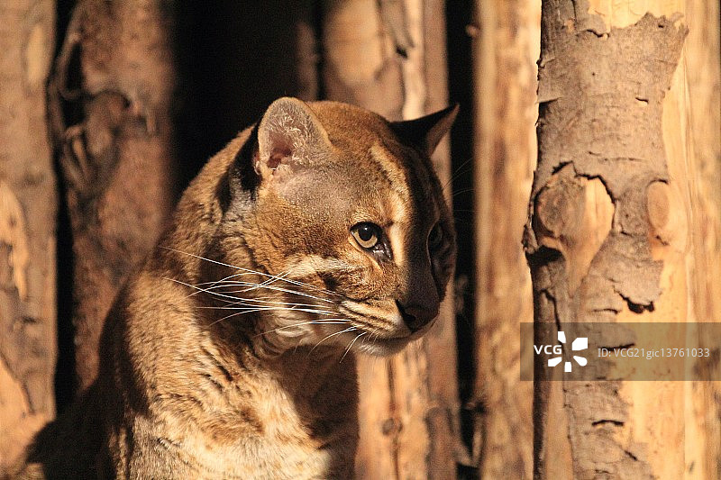 亚洲金猫图片素材