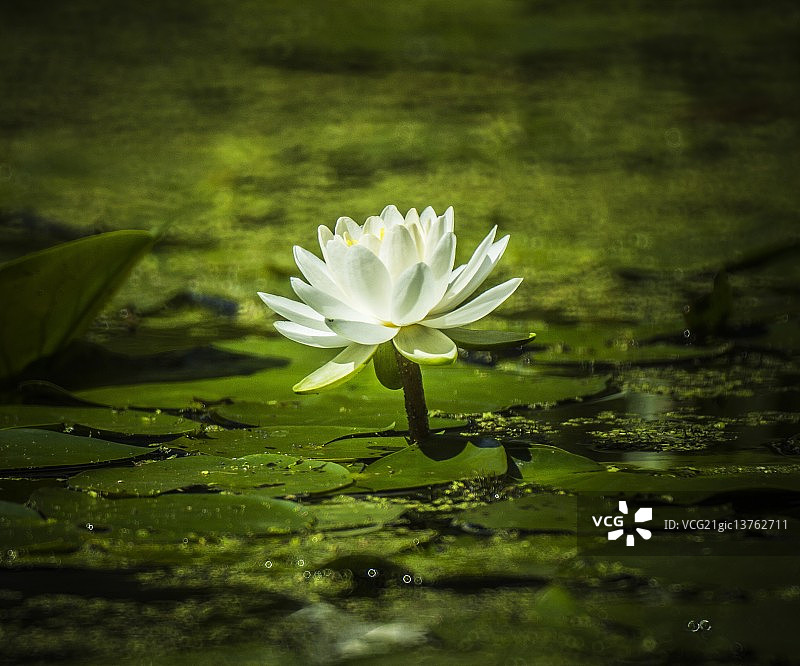 白色的睡莲图片素材