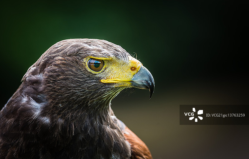 哈里斯鹰图片素材