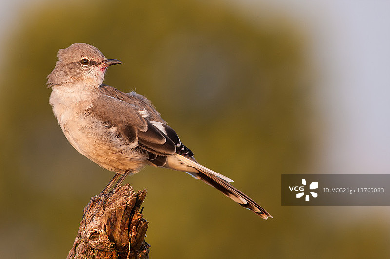 北部只知更鸟》图片素材