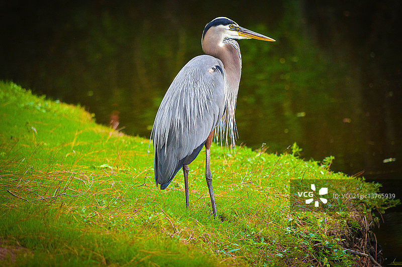 美洲苍鹭图片素材