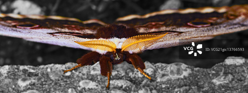 梨大蚕蛾图片素材