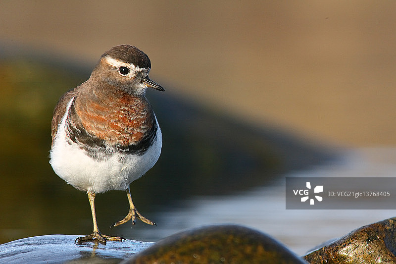 棕胸鸻图片素材