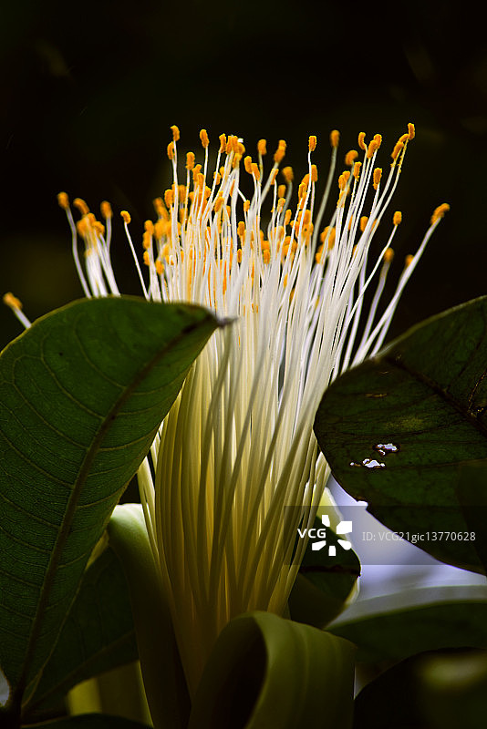 鲜花栗子图片素材