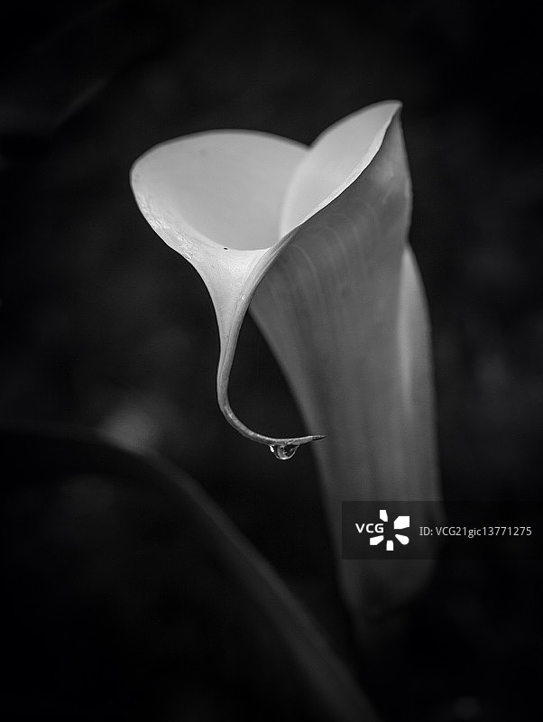 马蹄莲图片素材