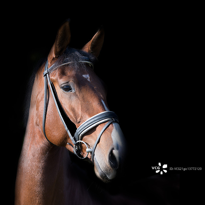 马的头图片素材