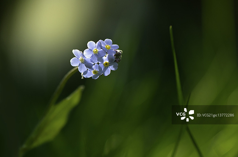 勿忘我！图片素材