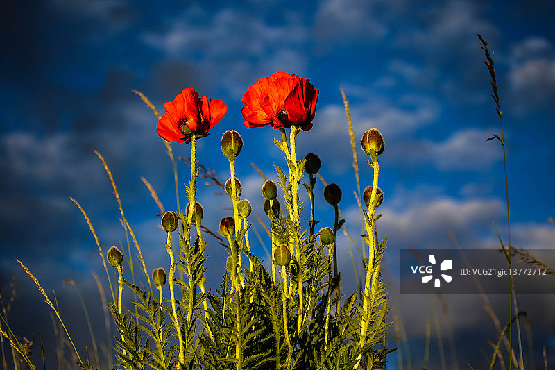 瓦尔莫图片素材