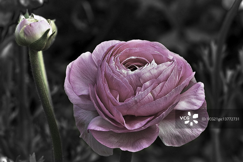 花毛茛图片素材