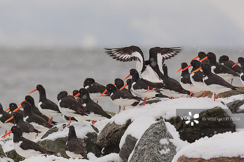 挪威的大群欧亚蛎鹬图片素材