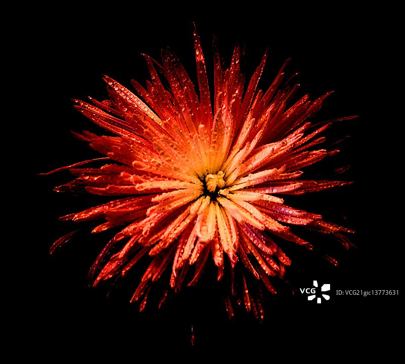 雨中的花朵图片素材