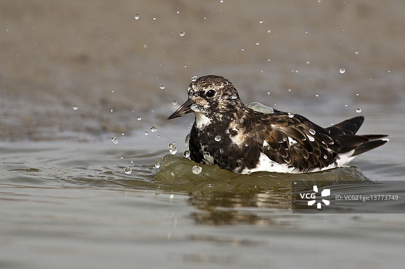 翻石鹬图片素材
