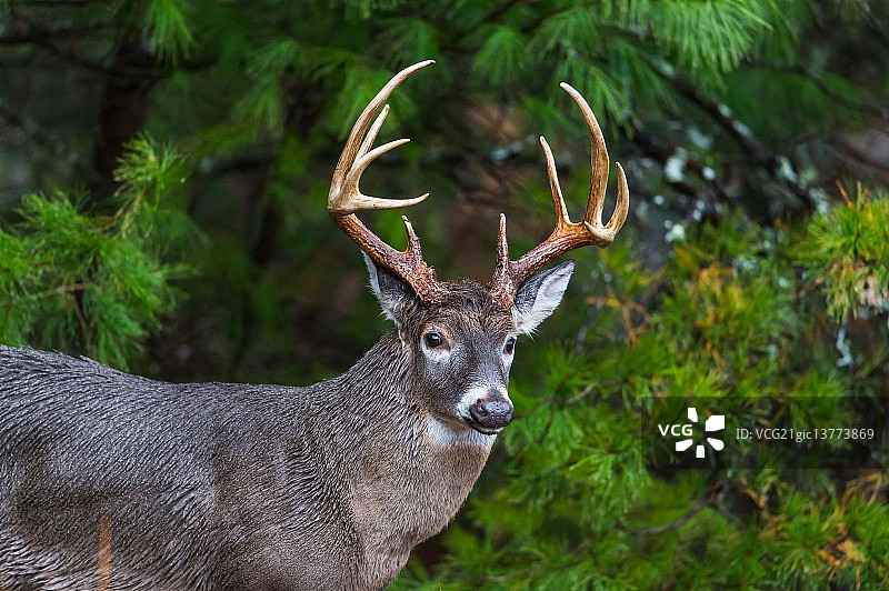 白尾鹿鹿图片素材