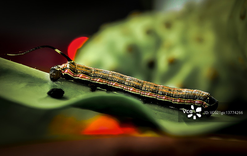 大蜥蜴图片素材