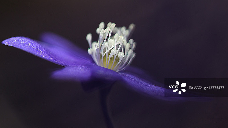 属的植物图片素材