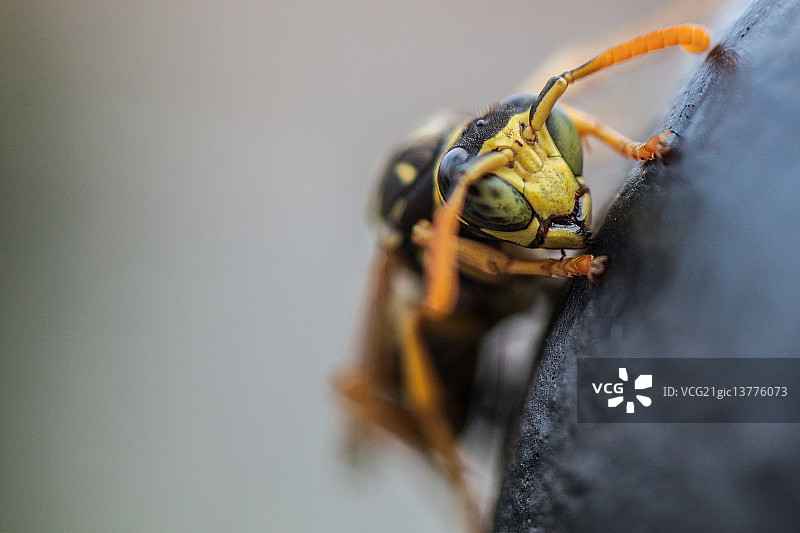 休息中的大黄蜂图片素材