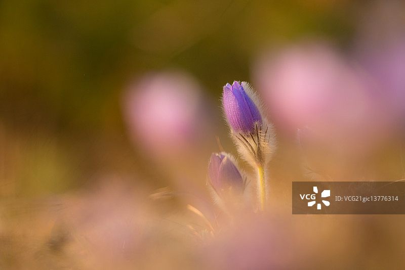 紫罗兰色的图片素材