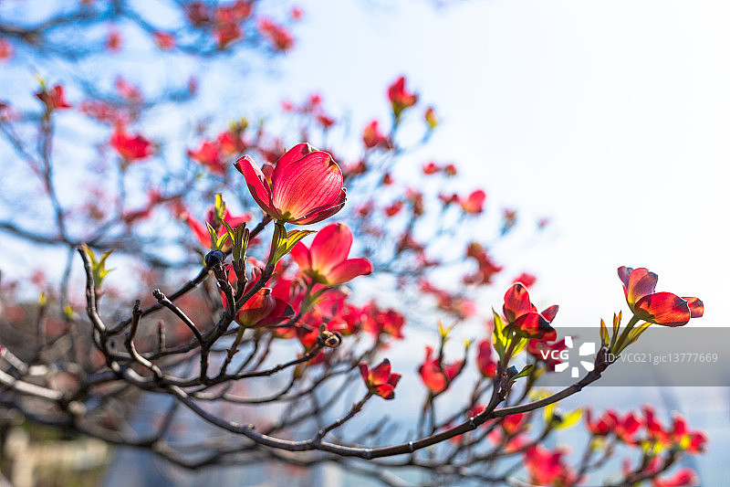 山茱萸花图片素材