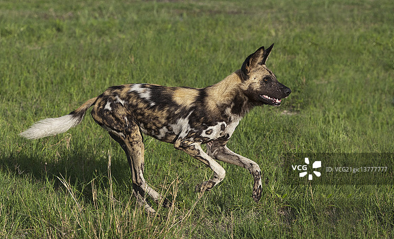 野生的狗图片素材