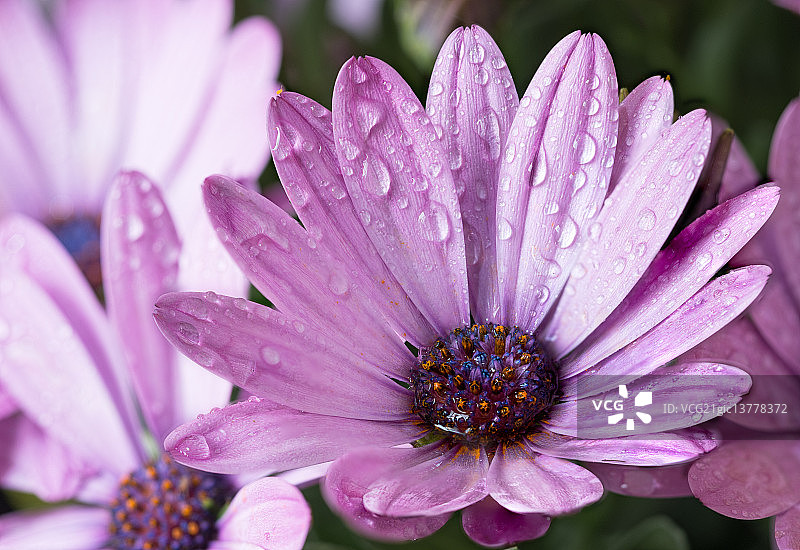 重叠对焦的非洲菊图片素材