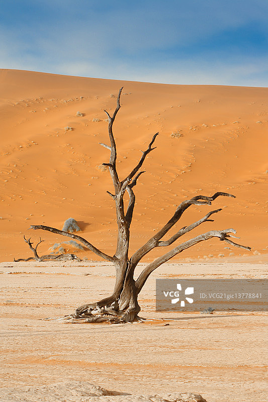 死亡谷的树图片素材