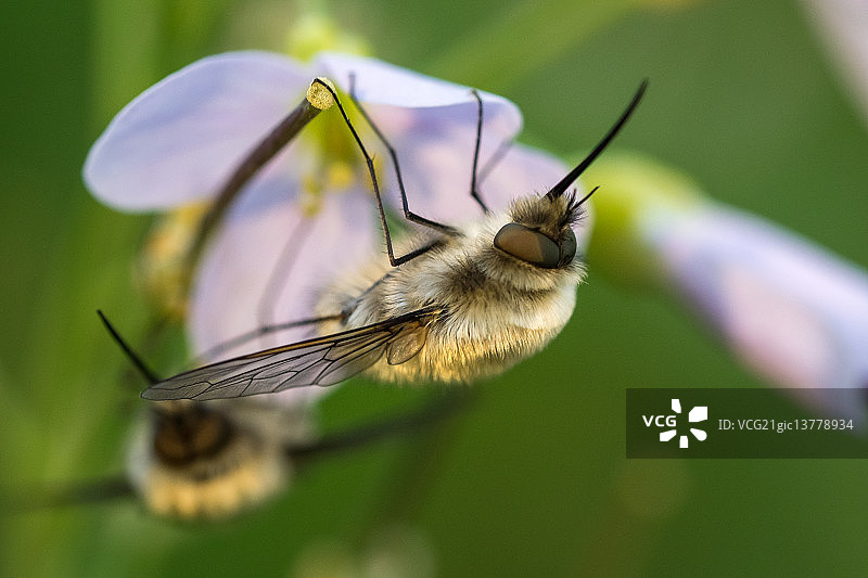 蜂蝇图片素材