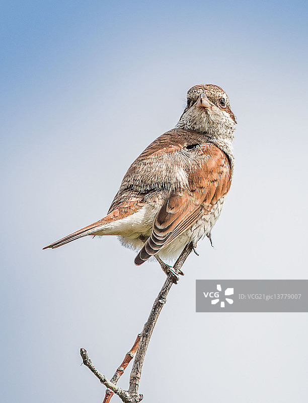 红背伯劳鸟图片素材