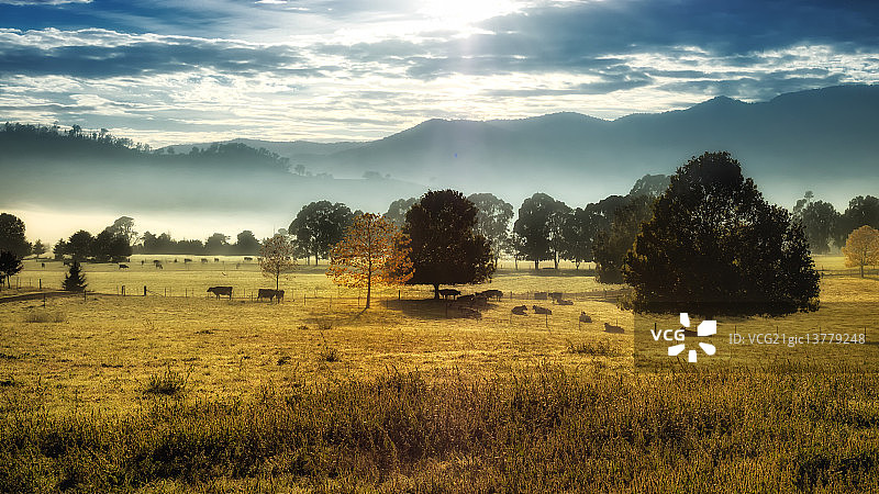 奇特的猫图片素材