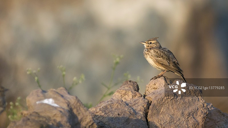 凤头百灵图片素材