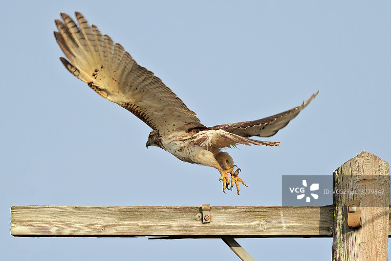 红尾鹰图片素材
