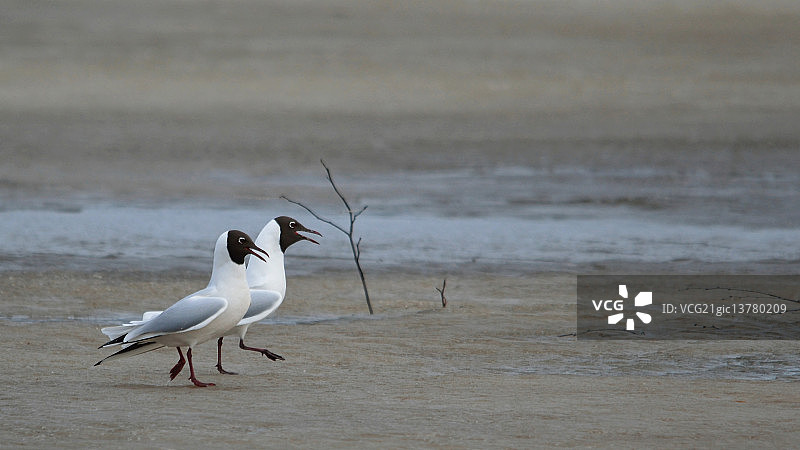 黑头鸥海滨步道图片素材
