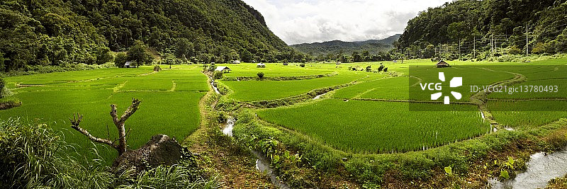 大米图片素材
