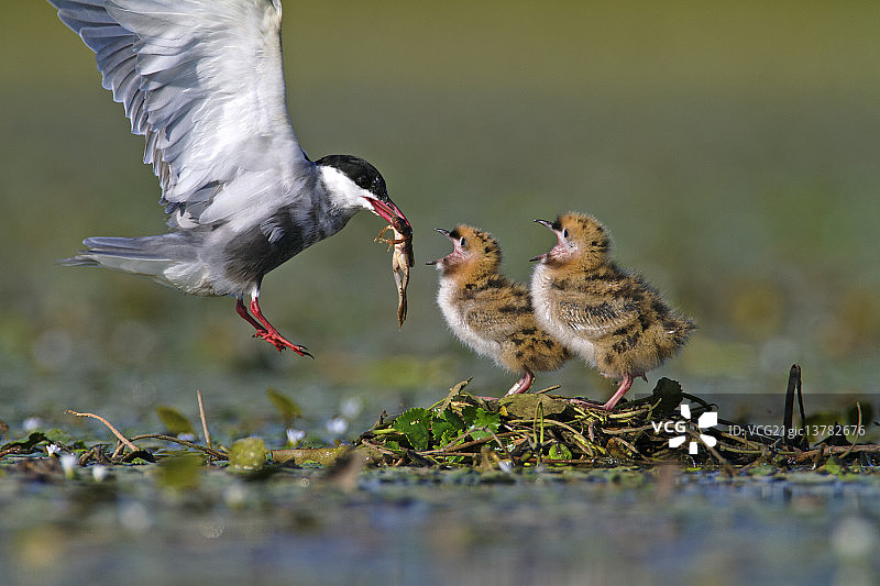 须浮鸥喂雏鸟图片素材