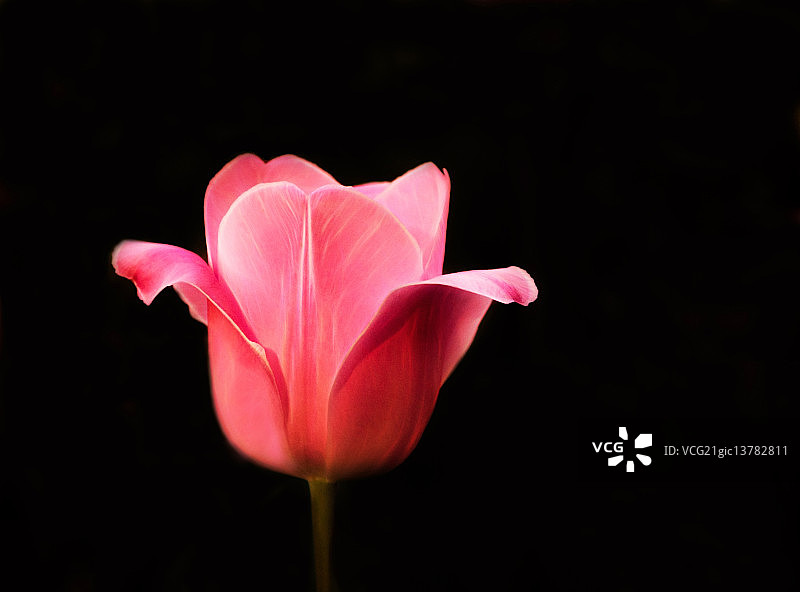 郁金香图片素材