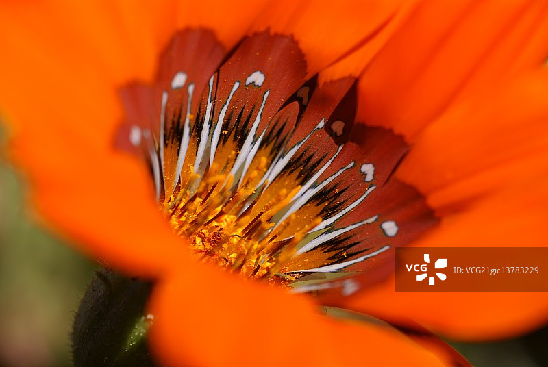 的原产地图片素材