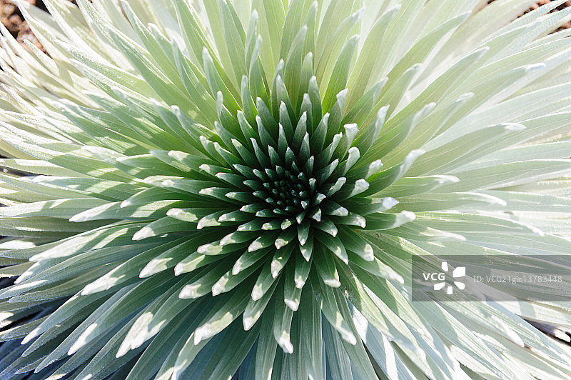 哈莱阿卡拉的银剑图片素材