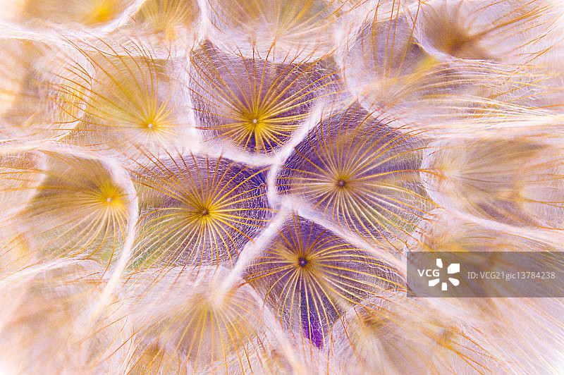 蒲公英图片素材