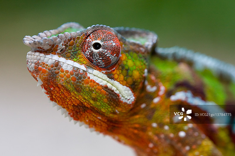 变色龙图片素材