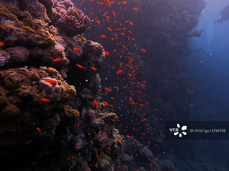 水下摄影图片素材