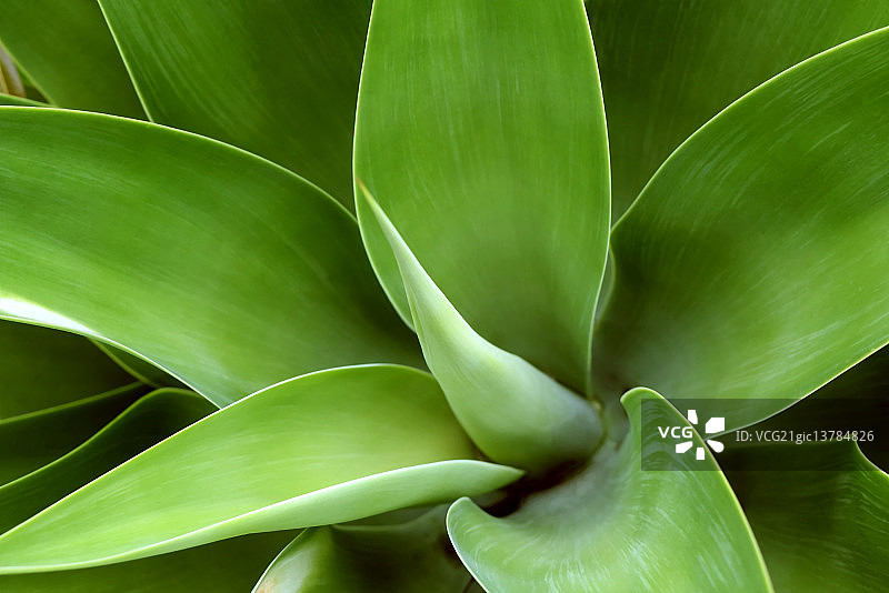 绿色II图片素材