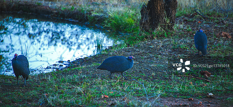 珍珠鸡图片素材
