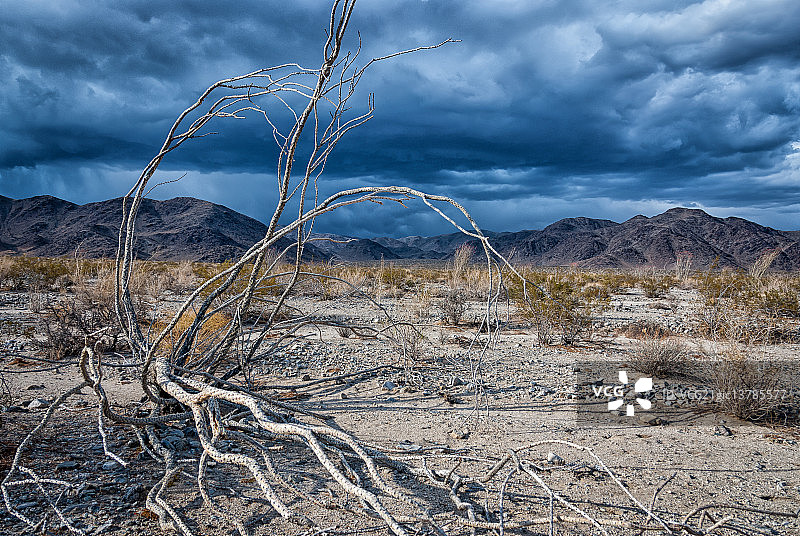 约书亚树图片素材