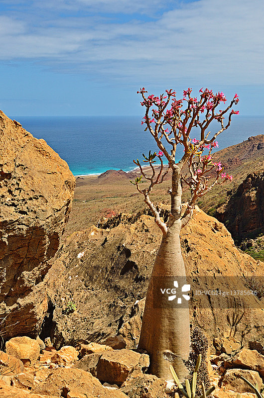沙漠玫瑰图片素材