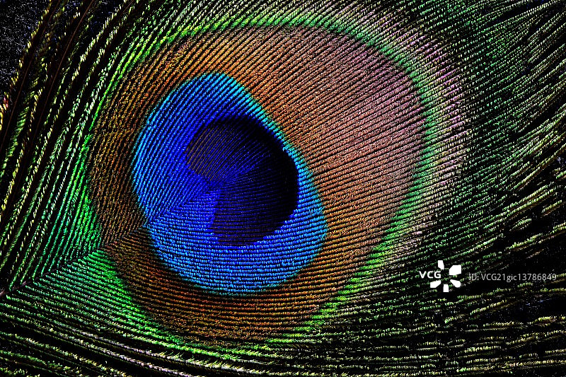 孔雀羽毛特写图片素材