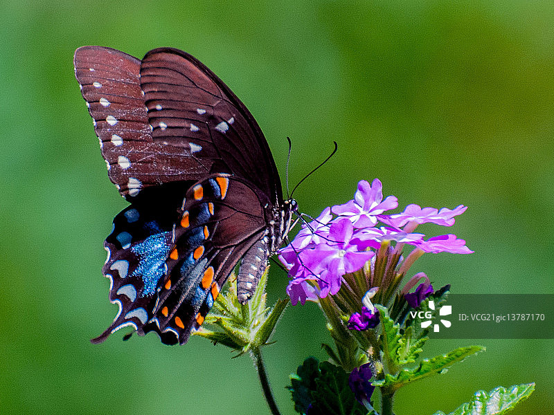 黑凤蝶图片素材