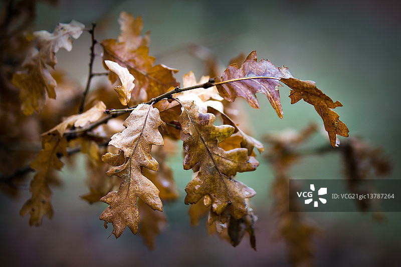 橡树叶图片素材