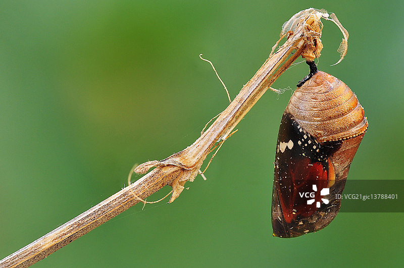 帝王蝶的蛹图片素材