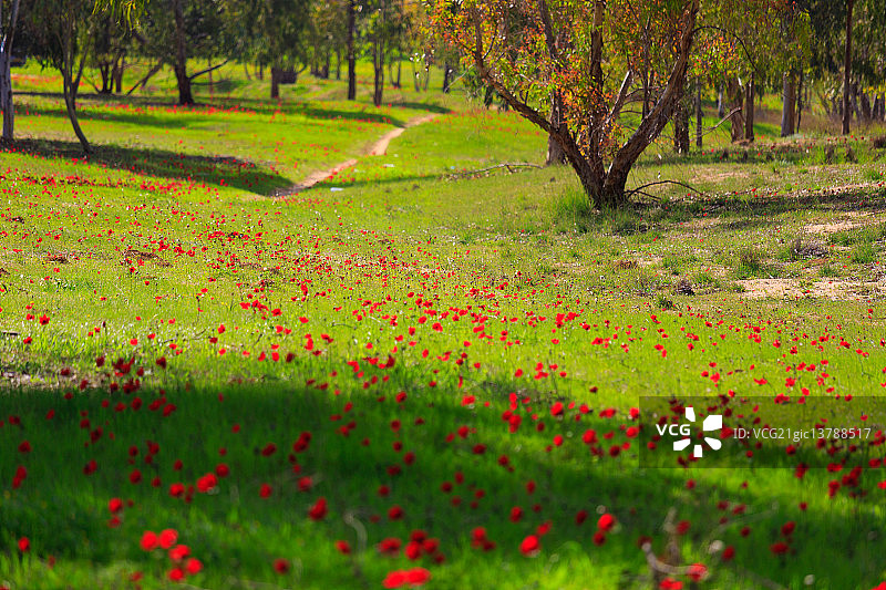 2014年南红海葵节图片素材